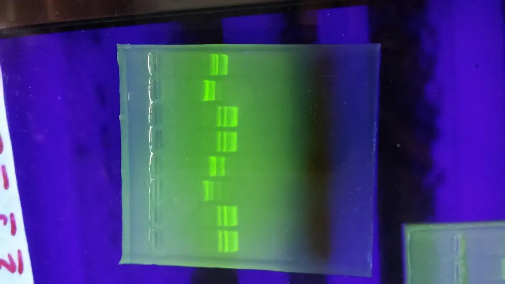 Laboratorio di Biotecnologie, foto 2 di 13